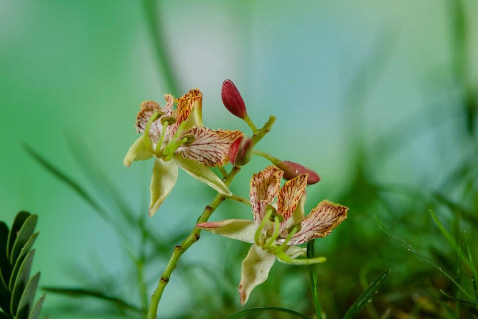 Photo Tamarind fruit